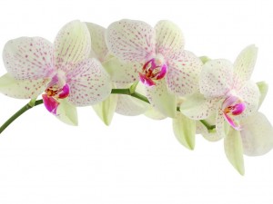 Une orchidée pour le langage des fleurs pour la bienvenue